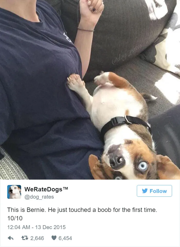 Dog Rating