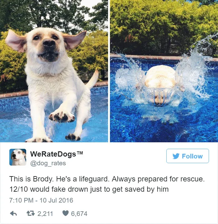 Dog Rating