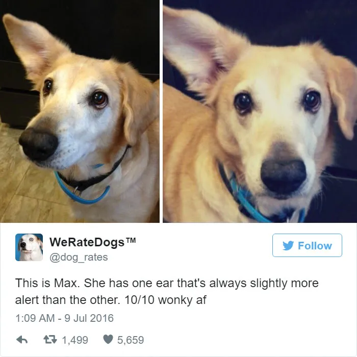 Dog Rating