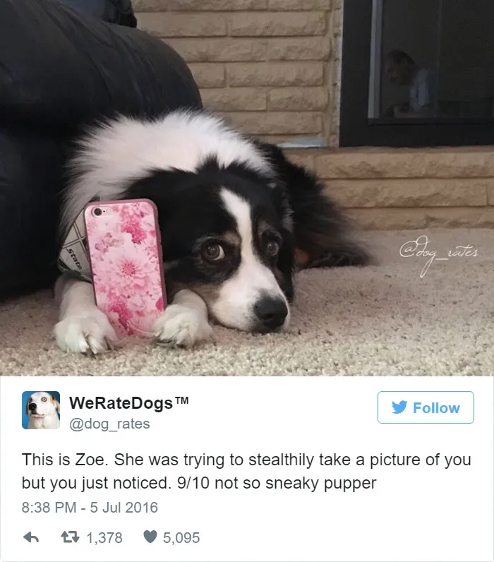 Dog Rating