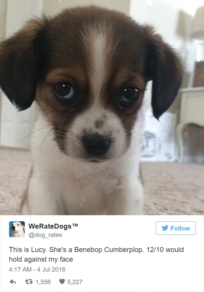 Dog Rating