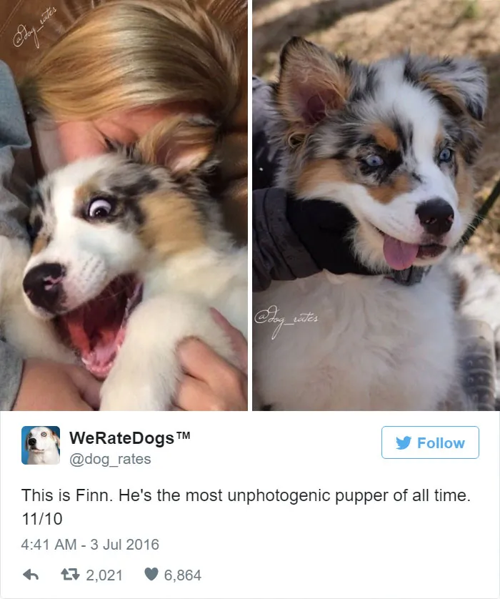 The Most Unphotogenic Pupper Of All Time. 11/10