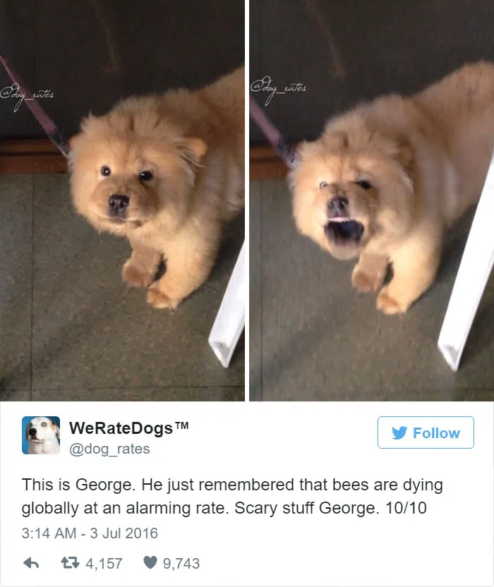 Dog Rating