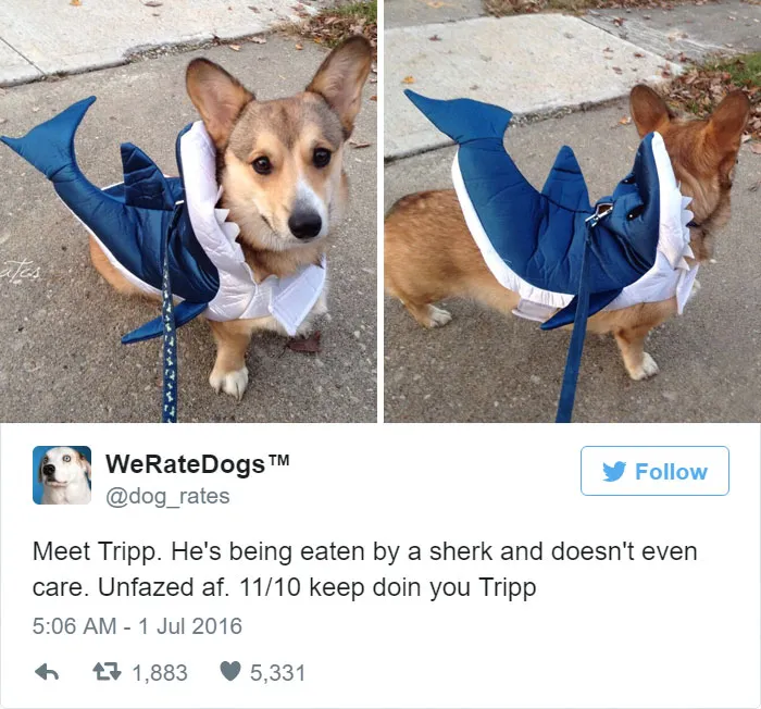 Dog Rating
