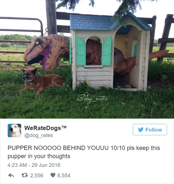 10/10 Pls Keep This Pupper In Your Thoughts