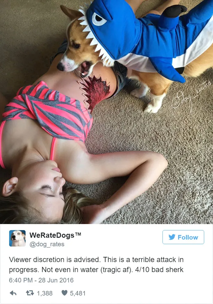Dog Rating