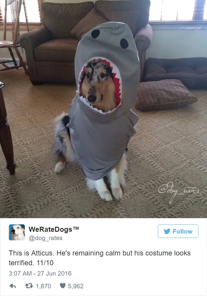 Atticus Remains Calm But His Costume Looks Terrified. 11/10