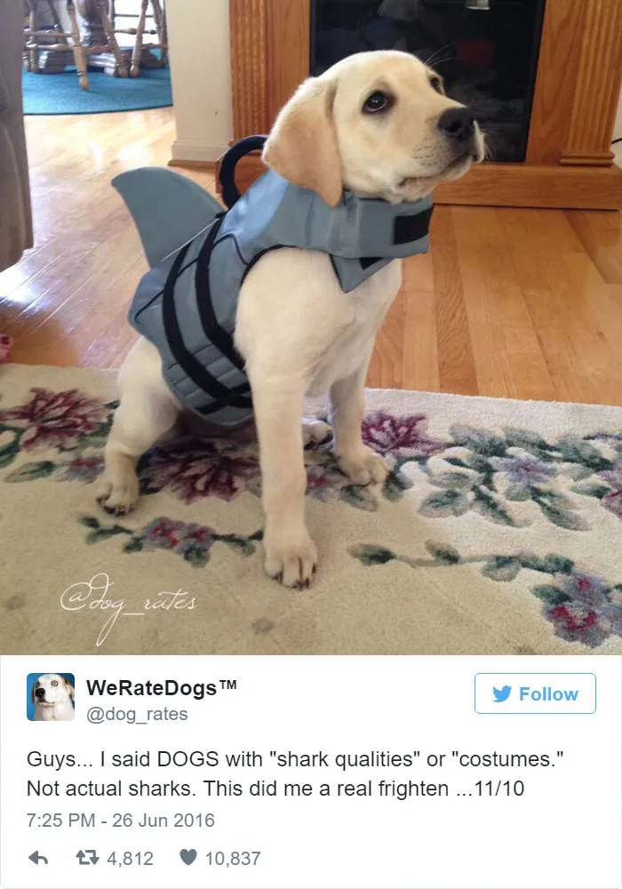 Please Stop Sending Sharks, We Only Rate Dogs. 11/10