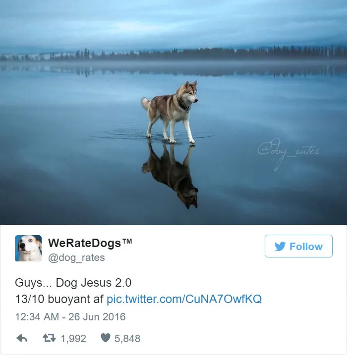 Dog Rating