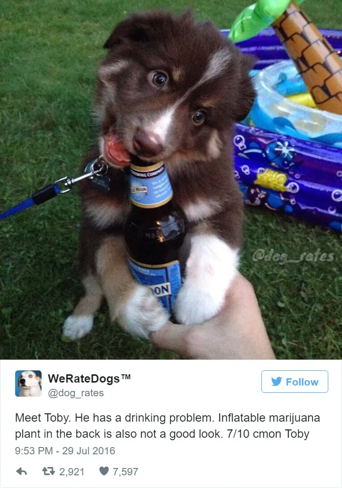 Dog Rating