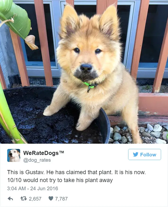 Dog Rating