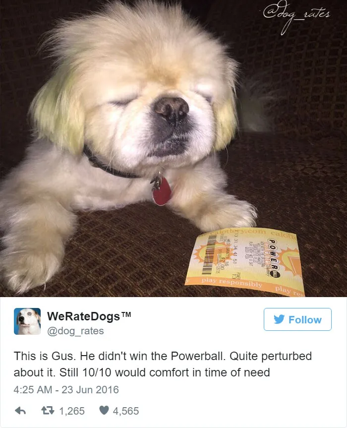Dog Rating