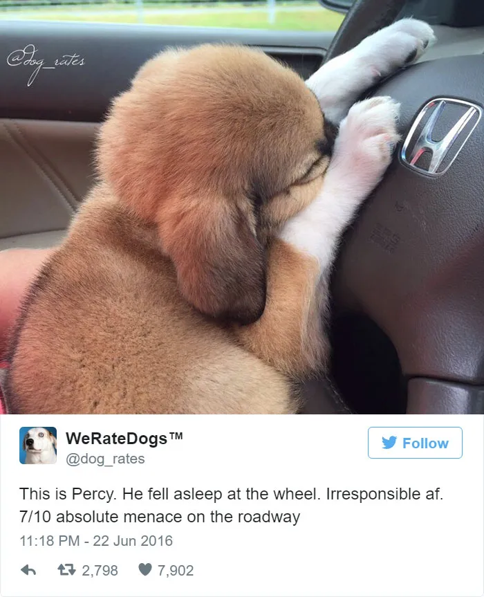Percy Fell Asleep On The Wheel. 7/10 Absolute Menace On The Roadway