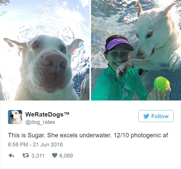 Dog Rating