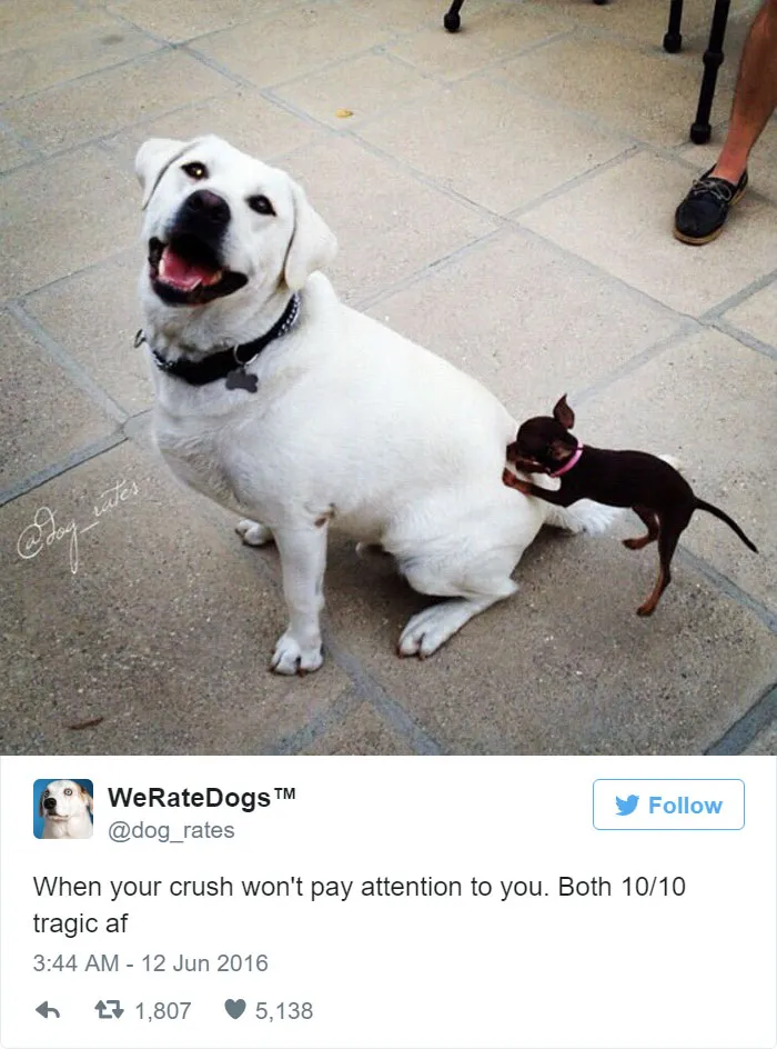 When Your Crush Wont Pay Attention To You. Both 10/10 Tragic AF