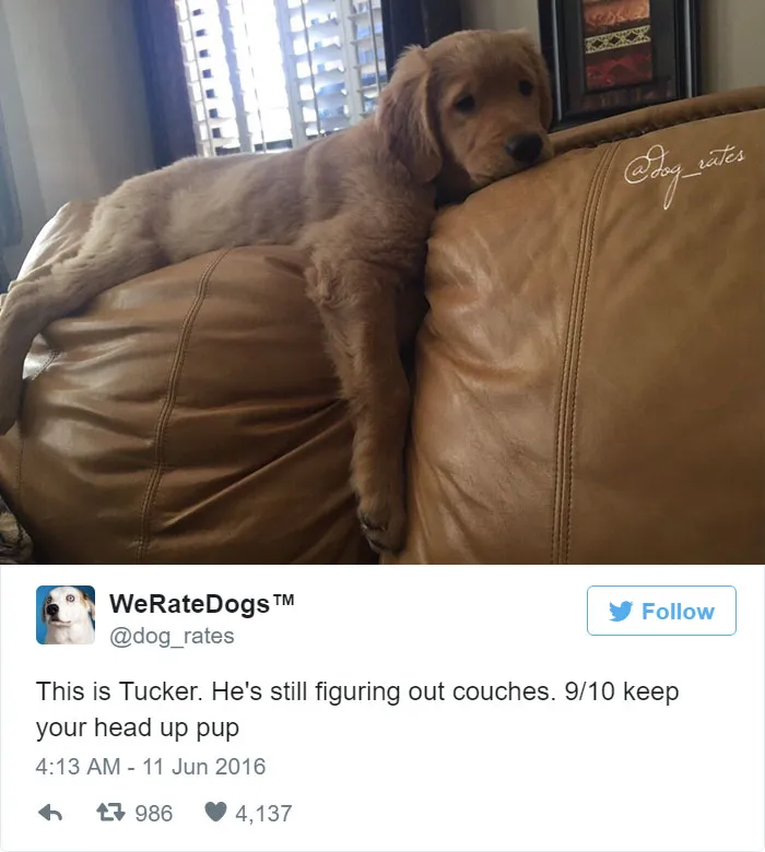 Dog Rating