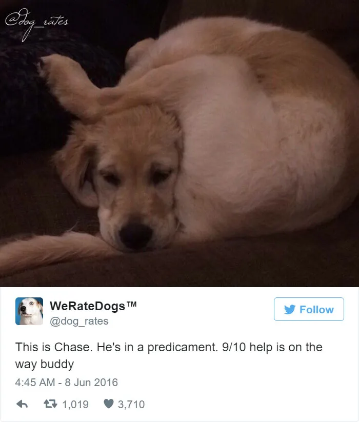 Dog Rating