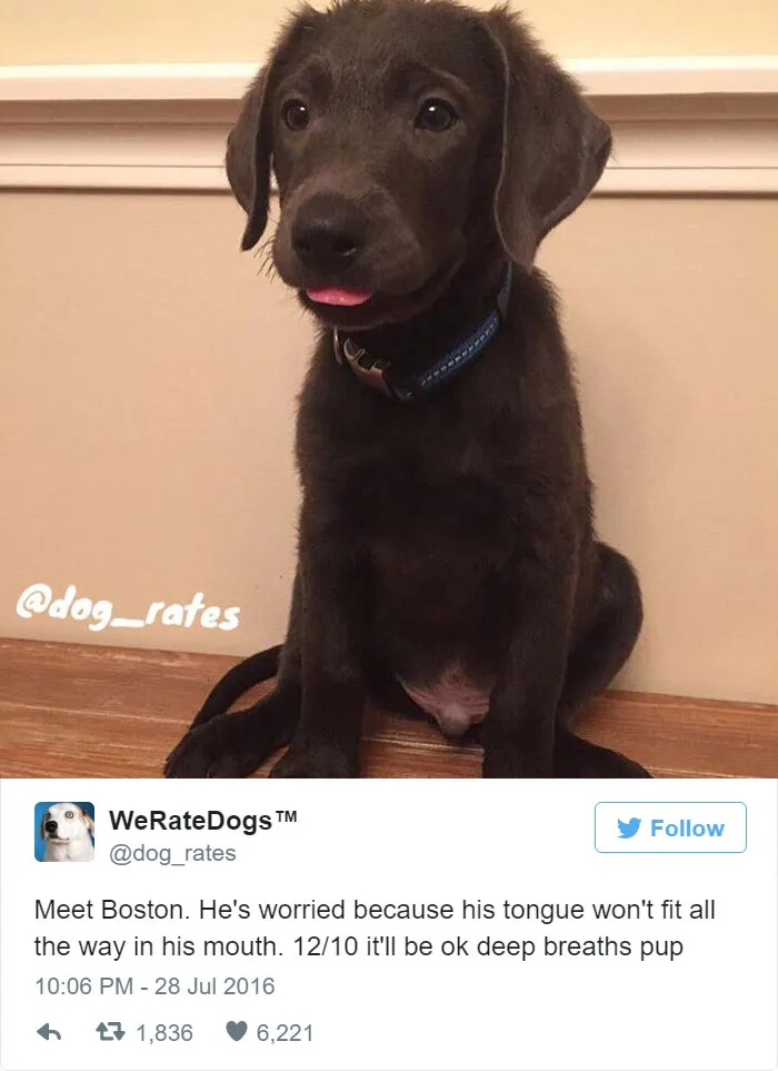 Dog Rating