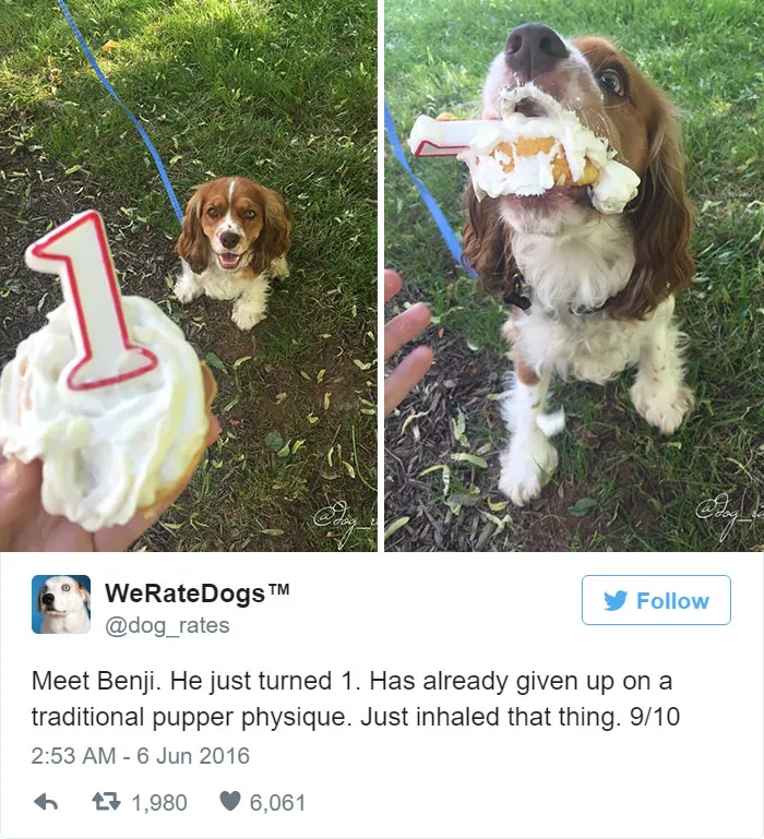 Benji Has Already Given Up On Traditional Pupper Physique. 9/10