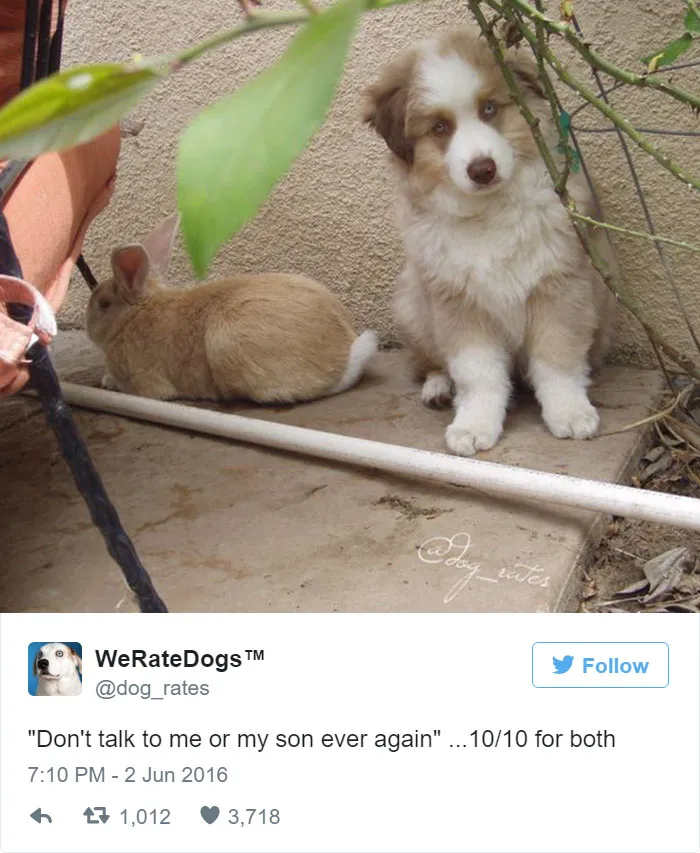 Dog Rating