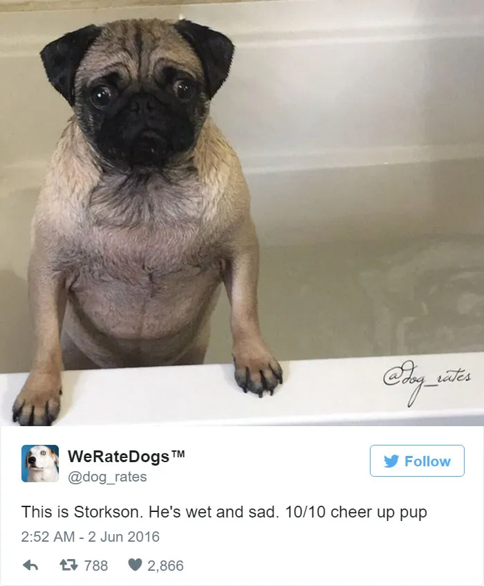 Dog Rating