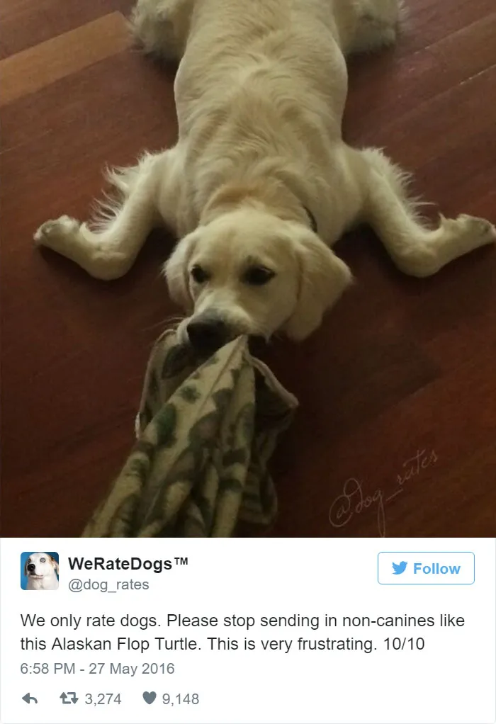 Please Stop Sending Alaskan Flop Turtles, We Only Rate Dogs. 10/10