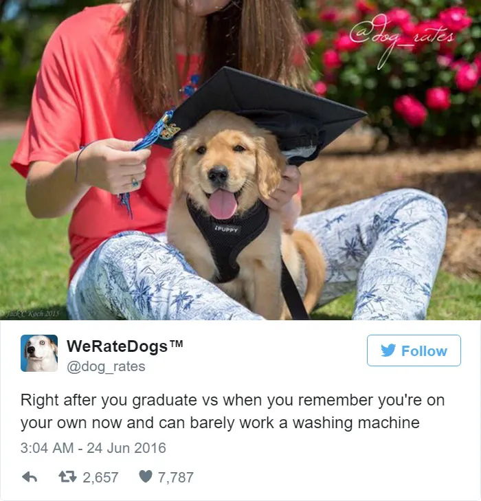 Dog Rating