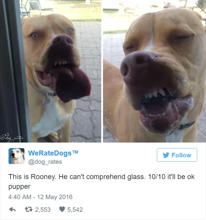 Dog Rating