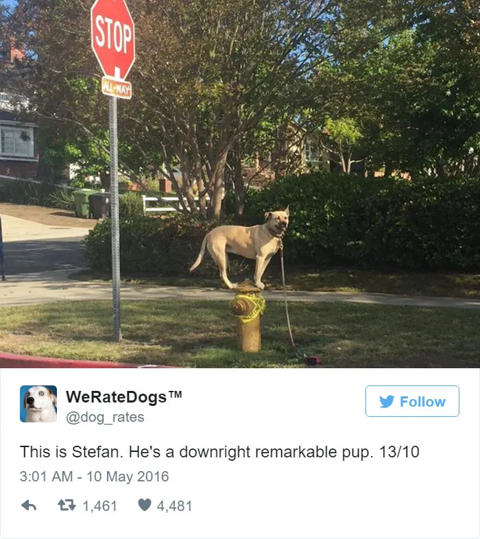 Dog Rating