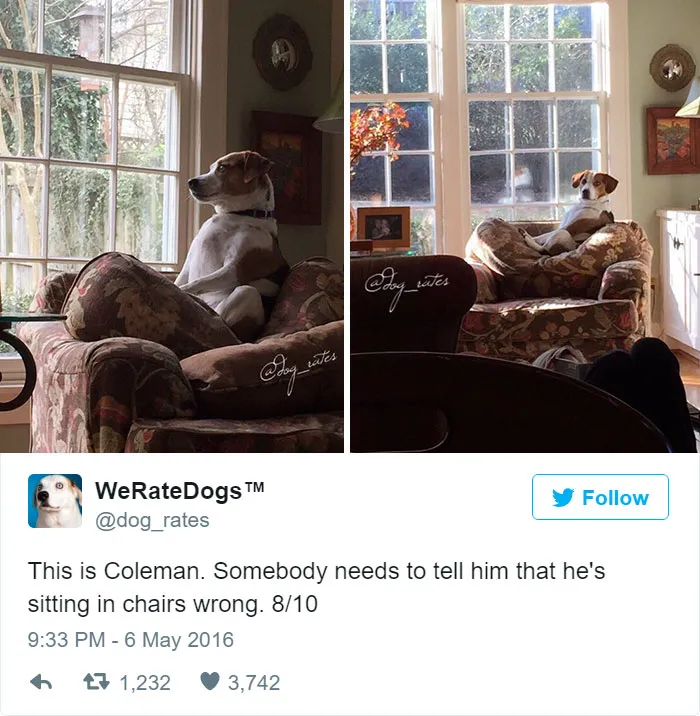 Dog Rating