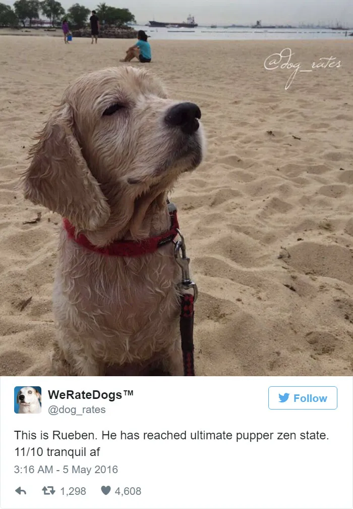 Dog Rating