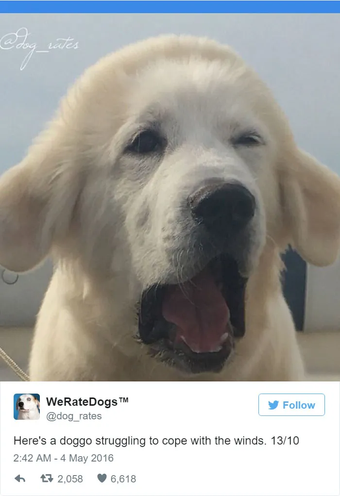 Dog Rating