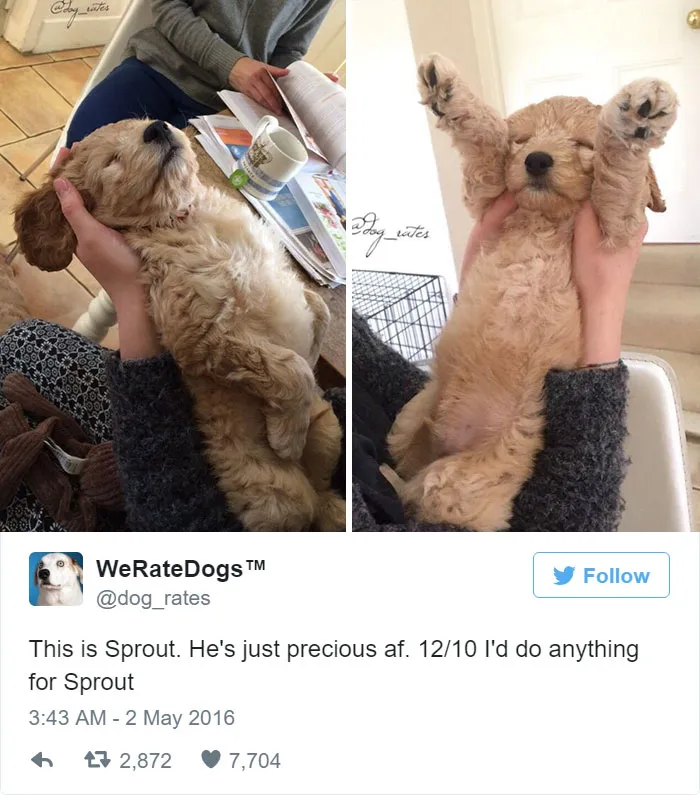Dog Rating