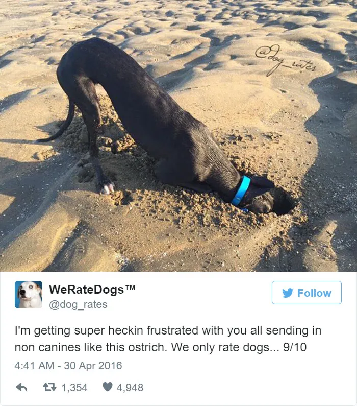 Dog Rating