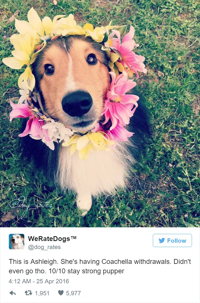 She's Having Coachella Withdrawals. 10/10 Stay Strong Pupper