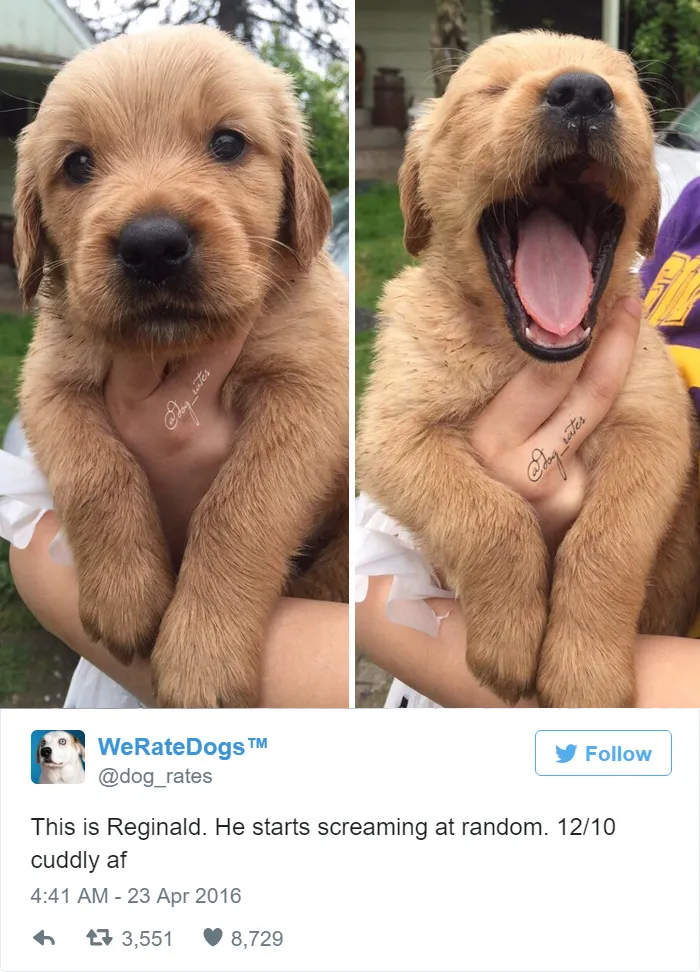 Reginald Starts Screaming At Random. 12/10 Cuddly AF