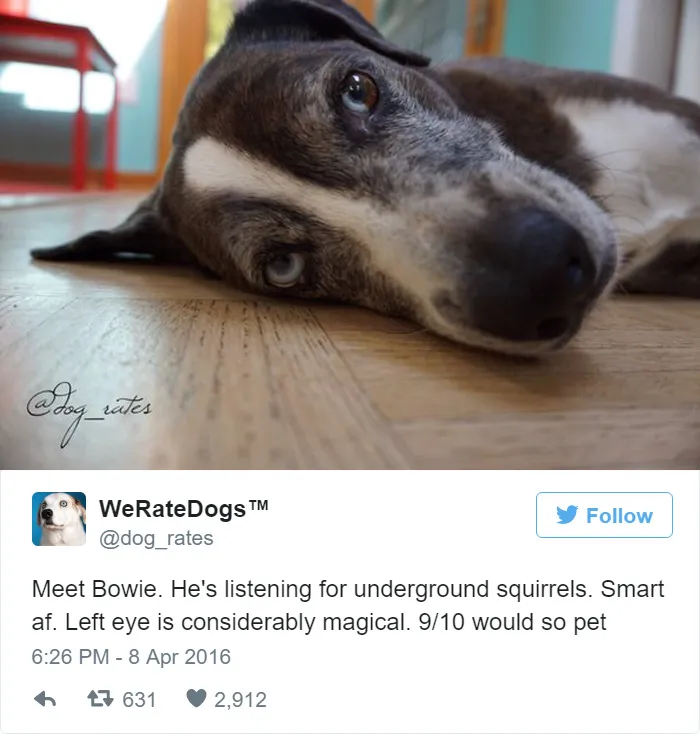 Dog Rating