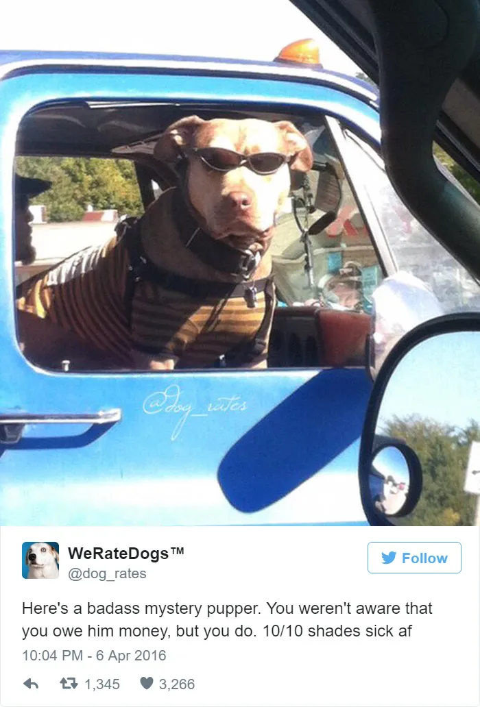 Dog Rating