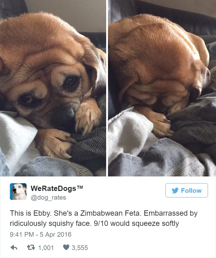 Dog Rating