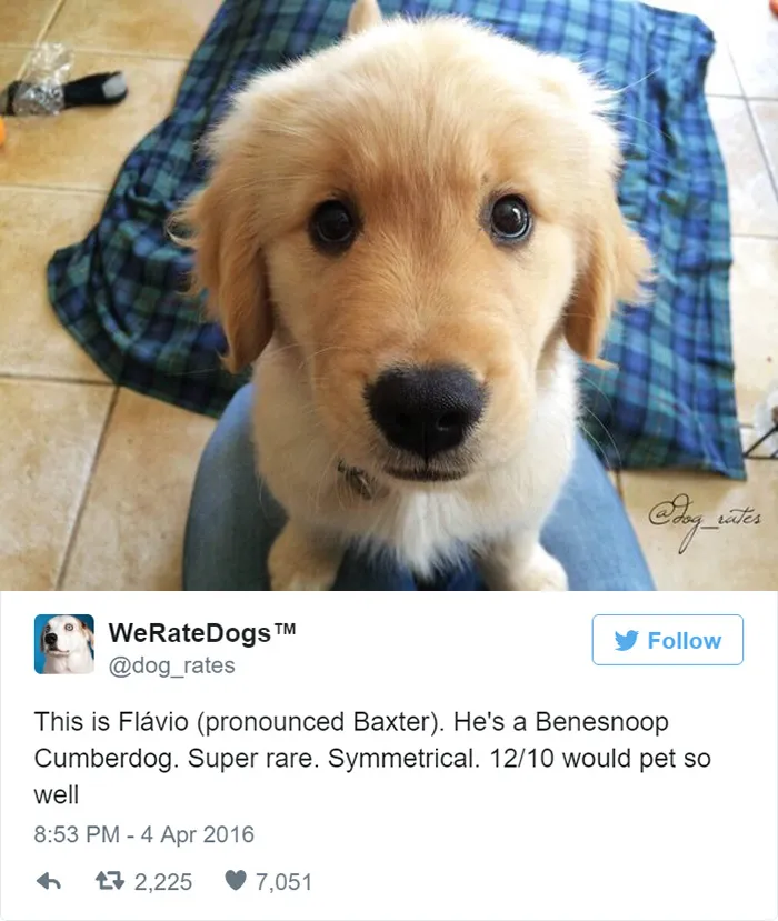 Dog Rating