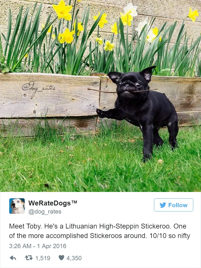 Toby Is A Lithuanian Hight Steppin Stickeroo. 10/10 So Nifty