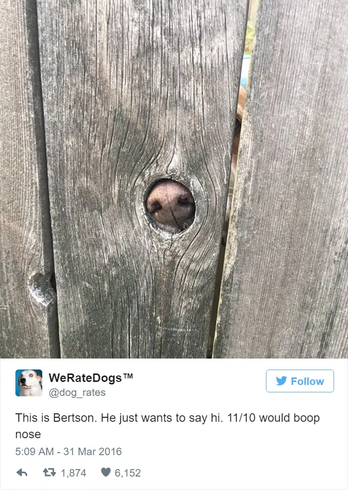 Dog Rating