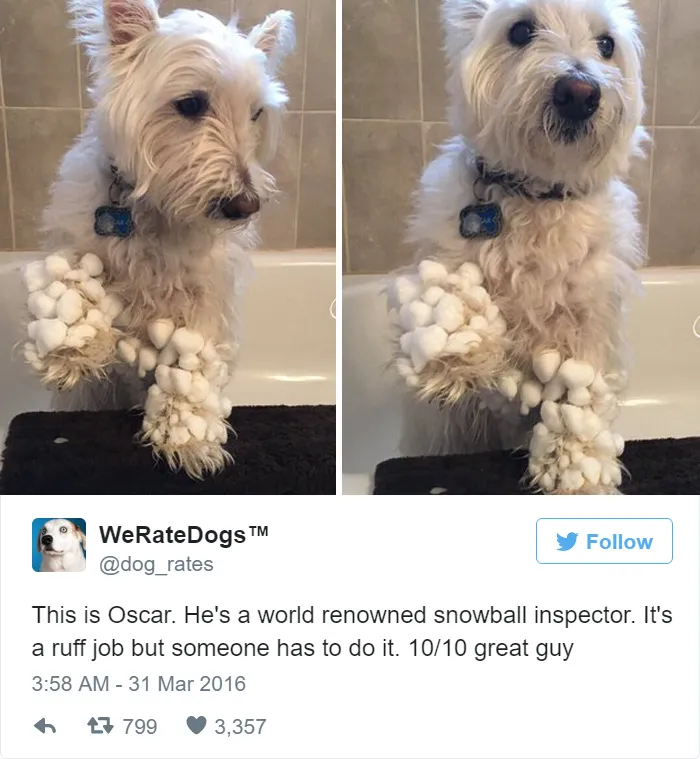 Dog Rating