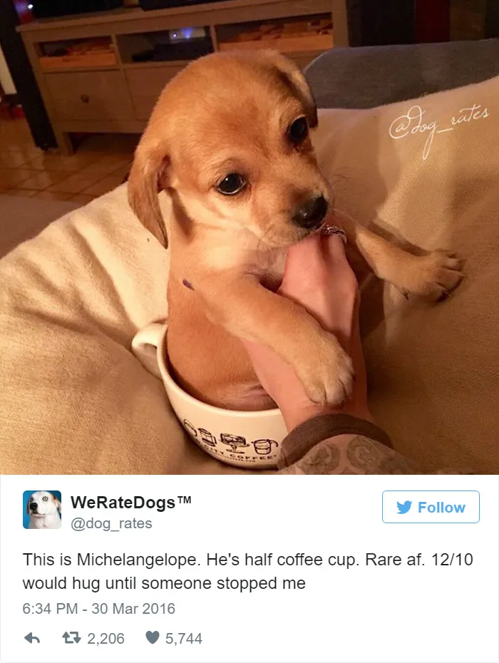 Dog Rating