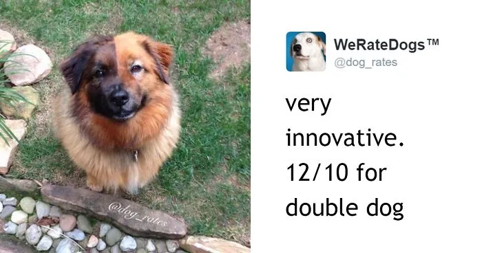 This Twitter Account Rates Dogs And It's Hilarious
