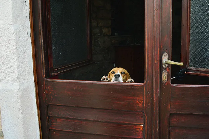 This Dog Was Very Determined To Say Hi To Us On Our Trip To Croatia