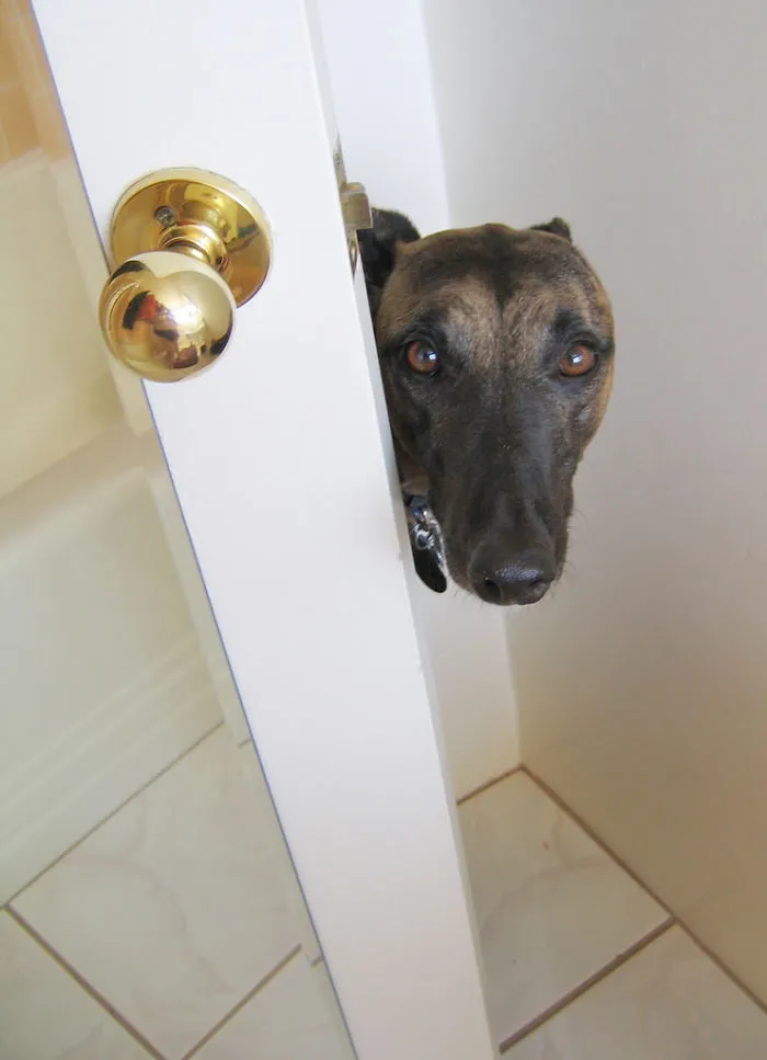 Don't Mind Me, I Just Wanted To Say Hello