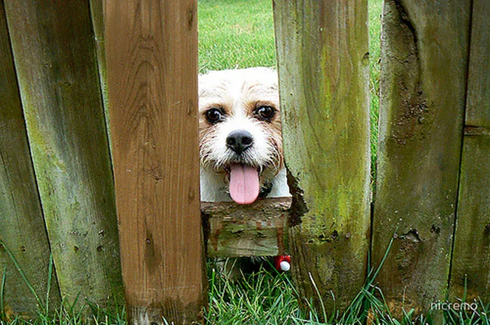 Peek-A-Boo, Nice To Meet You!