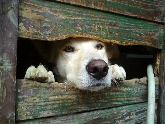 Hi, Human