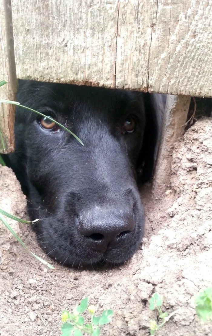 Neighbor's Dog Likes To Say Hi